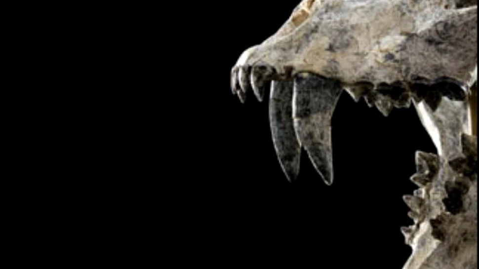 Fosile de Homotherium descoperite de o companie petroliera