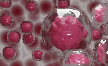 Reușită. Cercetătorii au creat celule stem pornind de la celulele din sânge