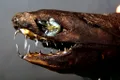 Rechinul care seamănă cu personajul Venom din filmele Marvel există cu adevărat!