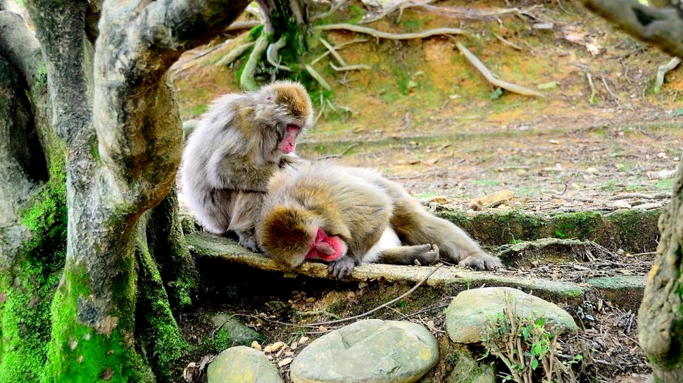 Un nou caz de împerechere între un cerb şi un macac a fost observat în natură. Specialiştii au o explicaţie pentru comportamentul straniu