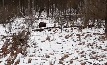 Zimbru surprins în timp ce face exerciții de stretching într-o pădure din Parcul Natural Vânători Neamț