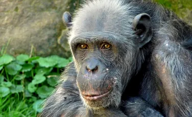 Celulele umane par mai tinere decât ale cimpanzeilor, în ciuda faptului că împărtășeșc 99% din codul genetic