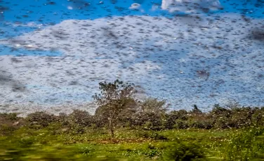 „Pădurea care tace”: Povestea ecologistului care a documentat dispariția tăcută a insectelor
