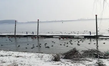 Un ponton părăsit de pe Dunăre a devenit refugiu pentru raţele sălbatice