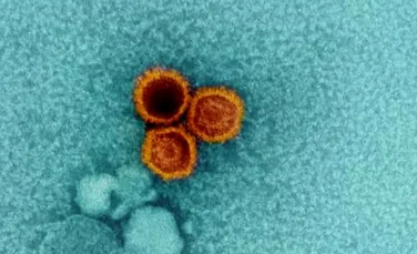 Virusul care infectează 95% din populația Pământului. Cercetătorii i-au găsit punctele slabe