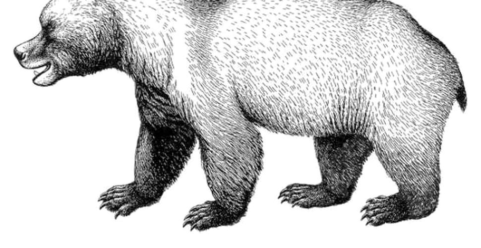 De ce au disparut ursii cavernelor ?