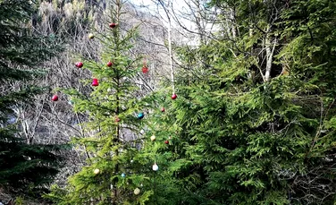 Peisaj inedit în Parcul Național Retezat. Un brad a fost împodobit cu ornamente de Crăciun