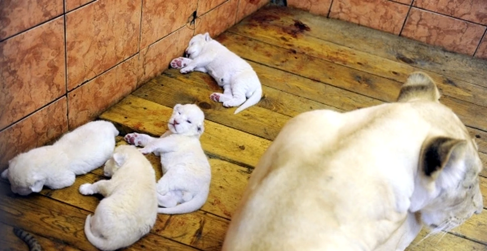 Patru pui de leu alb s-au născut la Belgrad! (VIDEO)