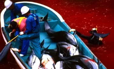 Masacrul delfinilor, o noua pata pe obrazul Japoniei