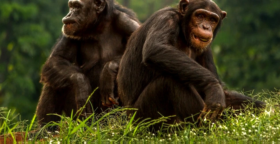 Conform unui nou studiu, primatele mai ”arătoase” au şi testicule mai mici