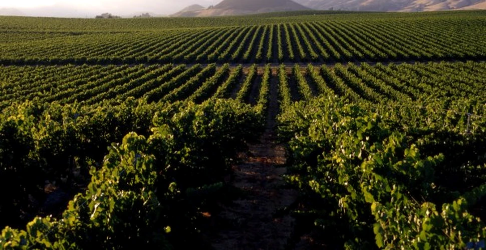 Incalzirea climatica modifica harta productiei viticole