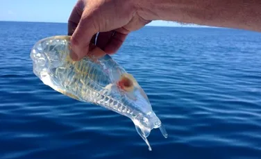 Ce este această creatură transparentă pescuită în Pacific?