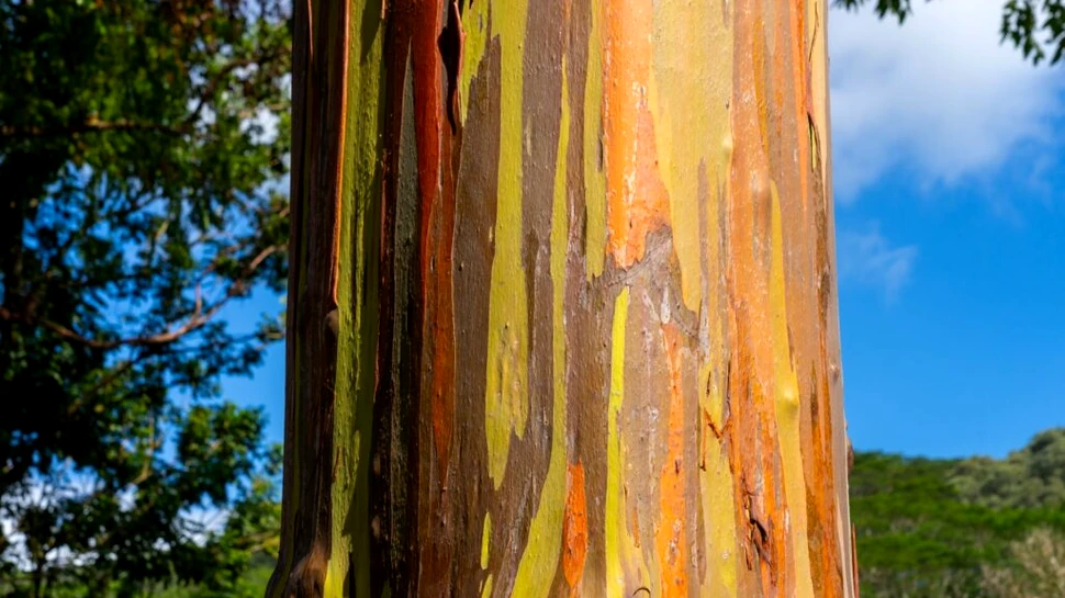 Eucaliptul curcubeu: arborele cu scoarță multicoloră care pare pictat manual
