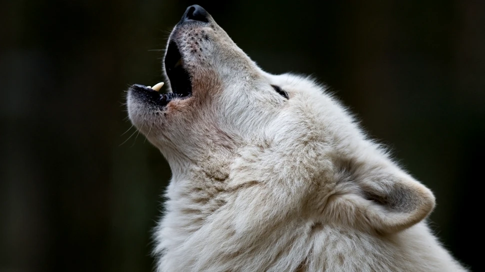 Război printre gheţuri: lupi contra boi moscaţi