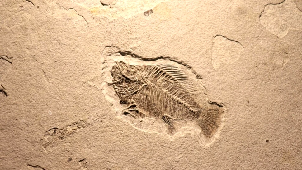 Un salt uriaș al evoluției vieții pe Pământ s-a întâmplat mai devreme decât credeau cercetătorii