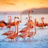 Cum creează păsările flamingo „tornade” subacvatice pentru a-și prinde prada