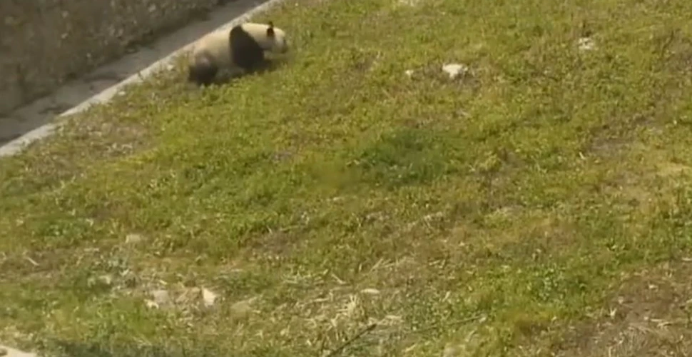 Lăsat nesupravegheat, un urs panda pe cale de dispariţie a oferit un adevărat spectacol. Imaginile fac senzaţie pe Internet