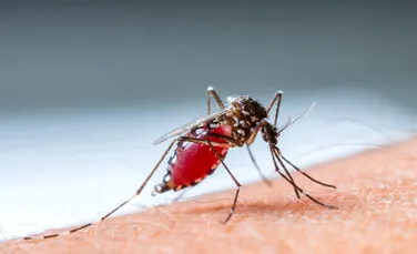 Țânțarii purtători de malarie își extind teritoriile cu cinci kilometri în fiecare an