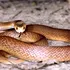 Un șarpe mortal a eliberat suficient venin cât să ucidă 400 de oameni