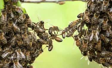 Un aspect crucial al albinelor a fost în sfârşit scos la iveală: cum comunică albinele atunci când formează o grămadă