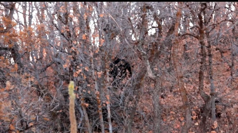 Să fie oare Bigfoot? O filmare cu o creatură ciudată a devenit virală (VIDEO)