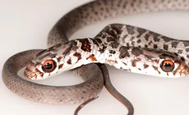 Descoperire neașteptată în Florida: un șarpe cu două capete