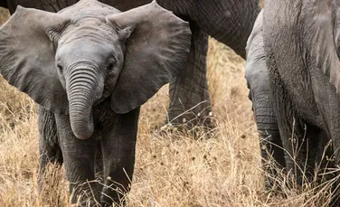 Elefanţii africani renunţă la fildeşi din cauza braconierilor