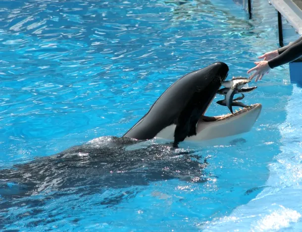 O balenă ucigaşp este hrnănită cu peşte la un delfinariu