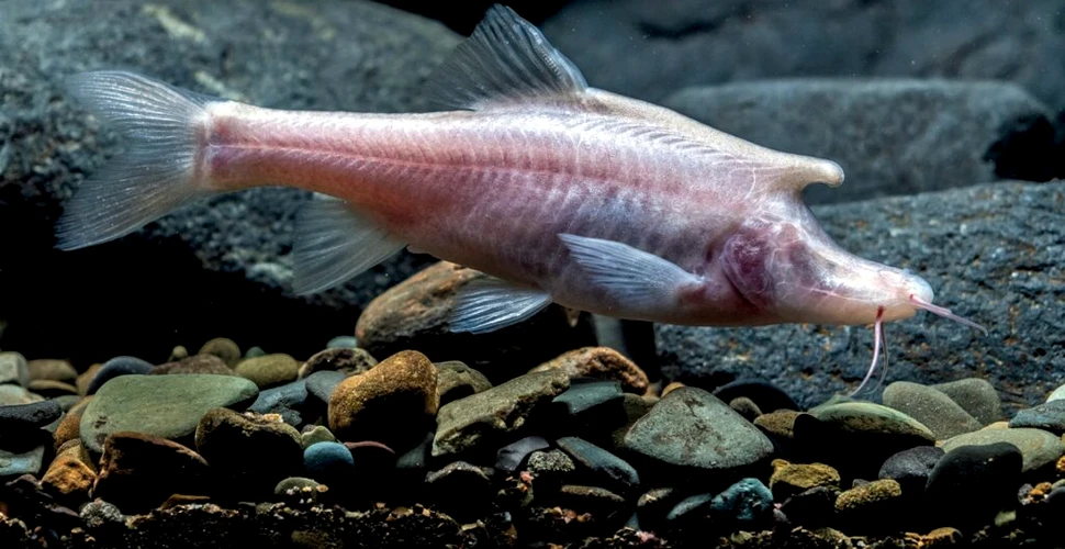 Un pește orb cu corn de inorog, găsit în adâncul unei peșteri din China