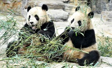 Doi pui de panda uriaş, de la o grădină zoologică din Atlanta, sunt în realitate femele