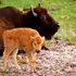 Un pui de bizon american este cel mai nou membru de la Grădina Zoologică din Craiova