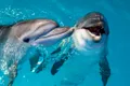 Chiar și delfinii pot avea diferite accente, au descoperit cercetătorii