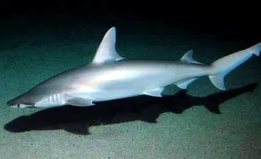 Savanţii au descoperit ceva ce nimeni nu credea că poate exista: un rechin vegetarian