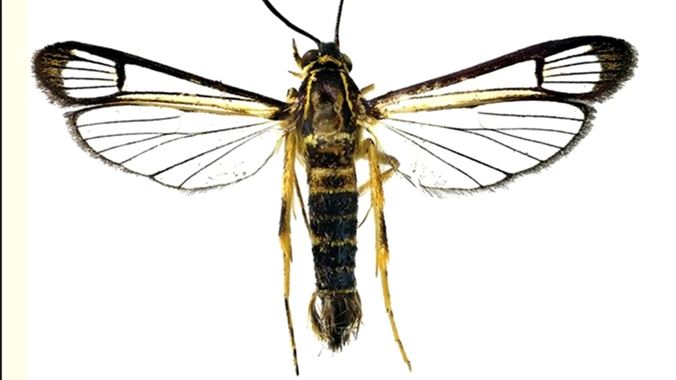 O specie tropicală a fost găsită la 7.000 de kilometri depărtare de locul unde ar fi trebuit să fie