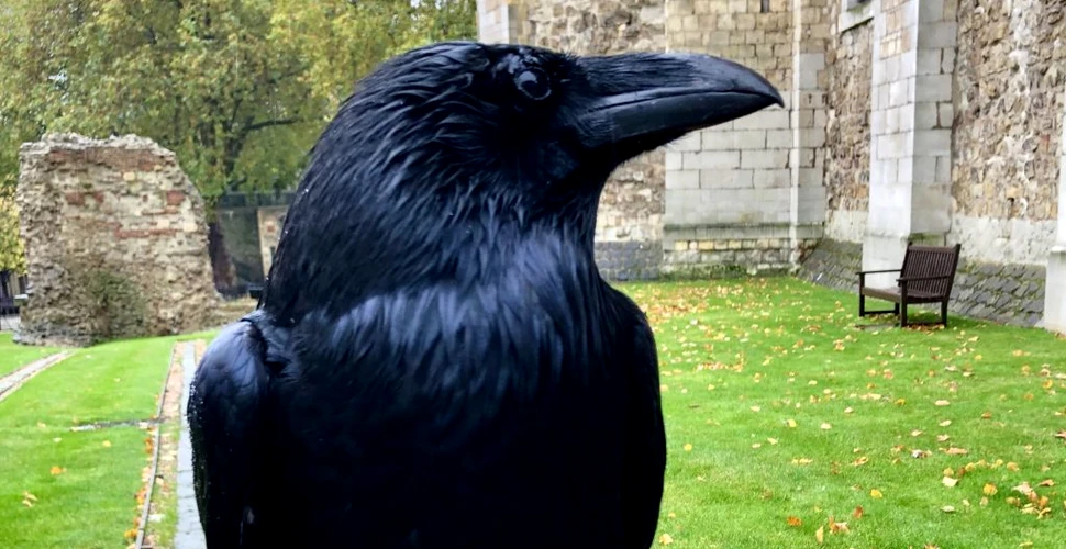 Merlina, „regina” corbilor de la Turnul Londrei, a dispărut. Ce spun legendele despre acest semn de rău augur