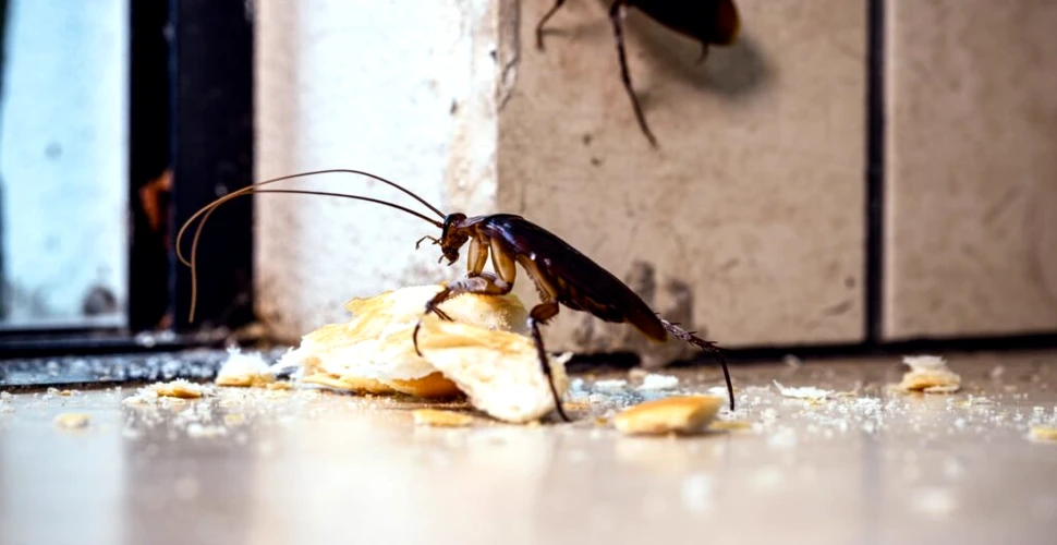 Cum s-au răspândit gândacii „de bucătărie” în toată lumea?