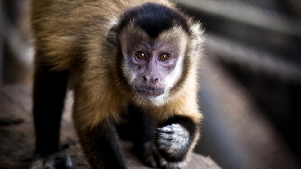 35 de animale au murit din cauza frigului la o Grădină Zoologică din Mexic