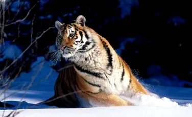 Secretul supravietuirii tigrilor siberieni