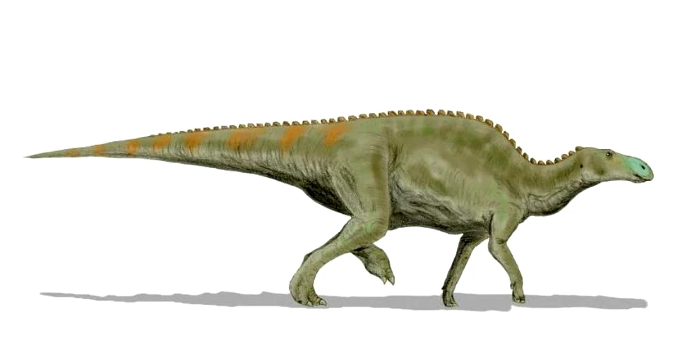 Dotări ultra-performante: hadrosaurii posedau dinţi mai rezistenţi şi mai complecşi decât ai erbivorelor actuale
