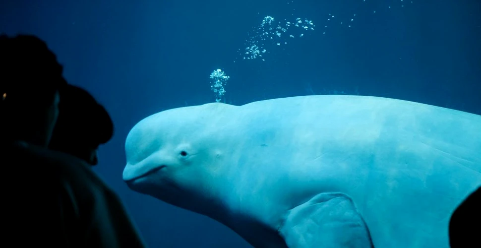 Societățile de delfini albi sunt aproape la fel de complexe ca cele ale oamenilor