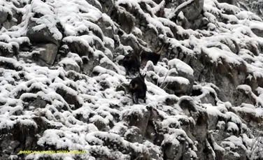 Imagini spectaculoase cu capre negre care sar printre stâncile acoperite cu zăpadă din Parcul Național Piatra Craiului