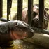Un pui de hipopotam pitic face senzație la o grădină zoologică din Thailanda