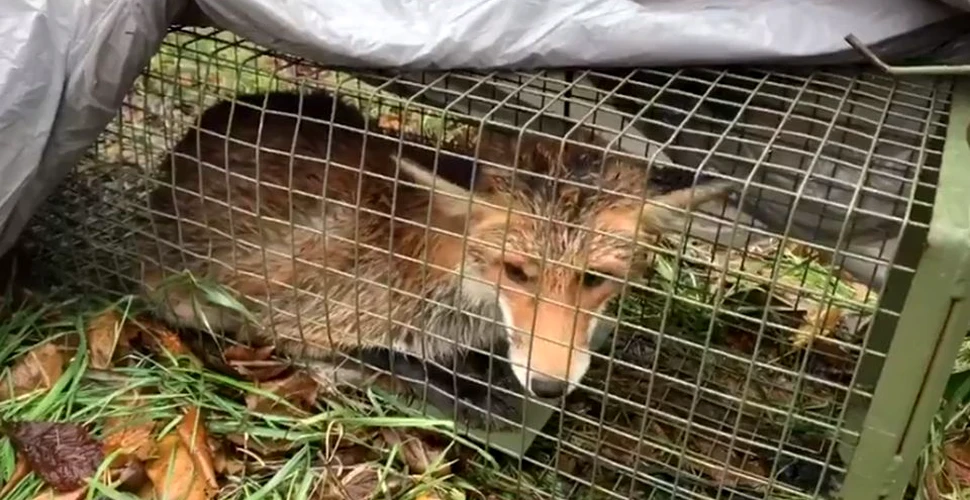 Vulpea zărită în Bucureşti, printre blocuri, a fost capturată