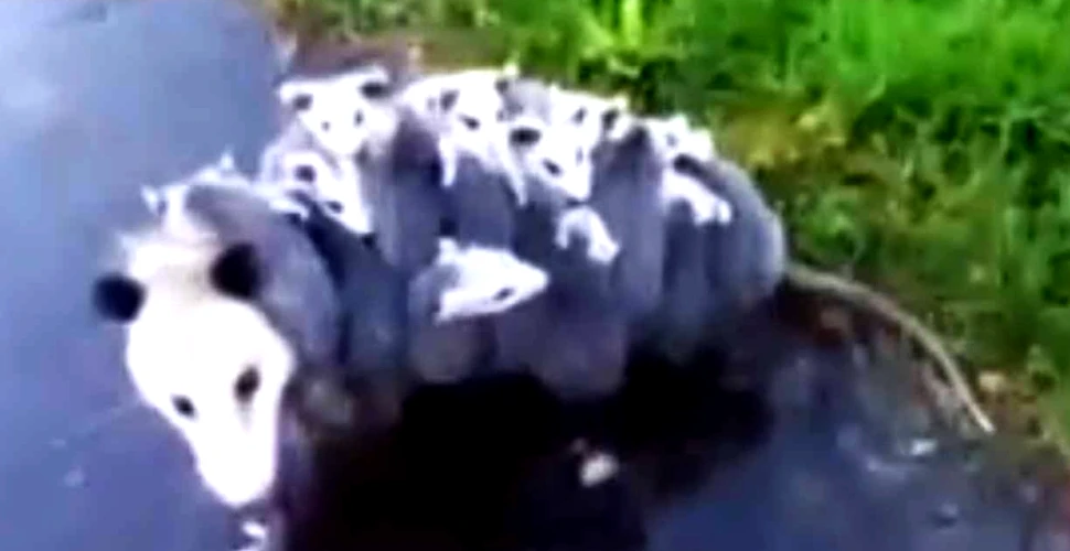 Cea mai GRIJULIE mamă. Îşi cară toţi cei 15 pui în spate – VIDEO viral