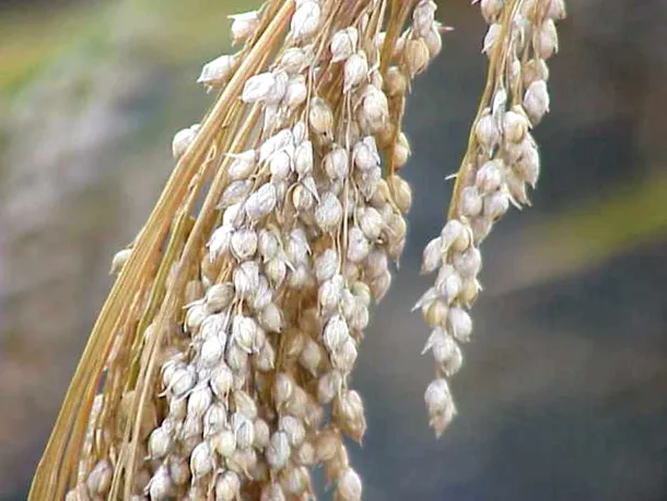 Meiul era „cereala de mămăligă” a românilor până în secolul al XVII-lea, când a foat înlocuit de porumb.