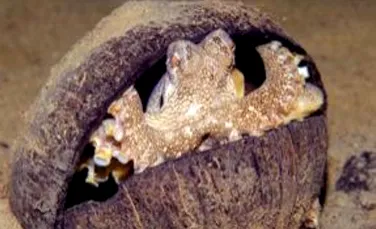 Caracatitele folosesc cojile nucilor de cocos ca pe cochilii portabile (VIDEO)