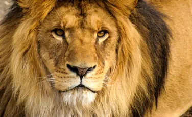 Un super-prădător din Africa stârnește mai multă frică decât „regele junglei”