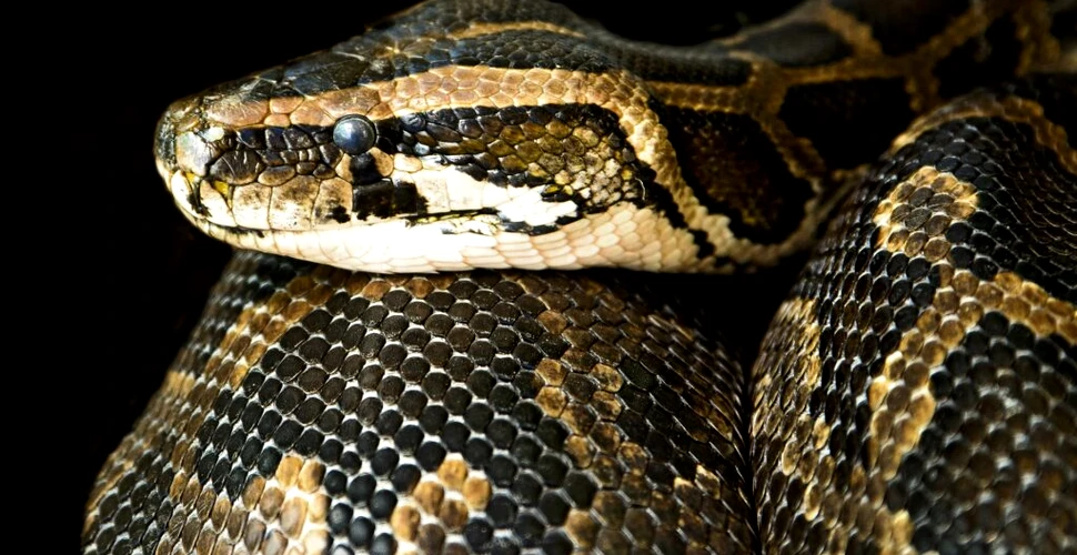 O nouă specie de șarpe boa pitic a fost descoperită în Amazonul ecuadorian