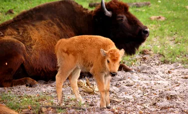 Un pui de bizon american este cel mai nou membru de la Grădina Zoologică din Craiova