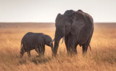 87 de elefanţi au fost ucişi într-unul dintre cele mai grave cazuri de braconaj din Africa – VIDEO